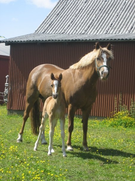 Ängsbackens Brixley foto: Yvonne Karlsson